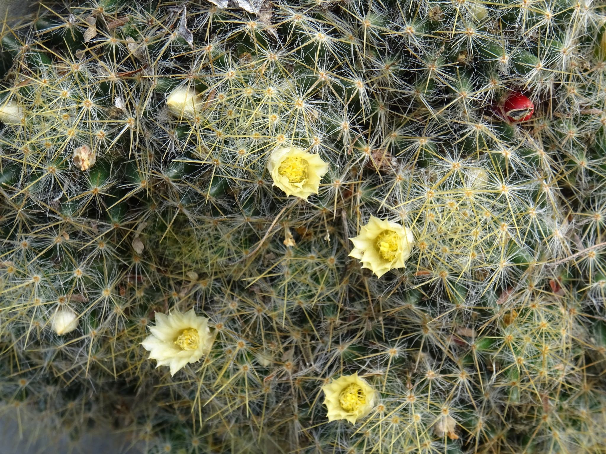 Mammillaria prolifera var. Texensis